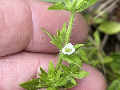 Gratiola pilosa