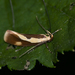 Harpella forficella - Photo (c) Kim Falck, algunos derechos reservados (CC BY-NC), subido por Kim Falck