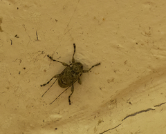 Leptostylus transversus