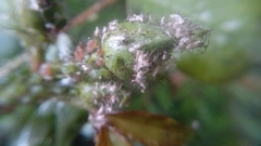 Insecta