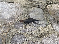 Sceloporus pyrocephalus