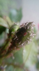 Insecta