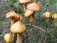 Suillus americanus