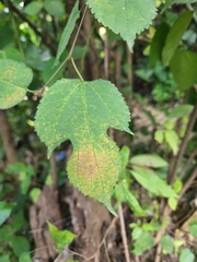 Morus celtidifolia