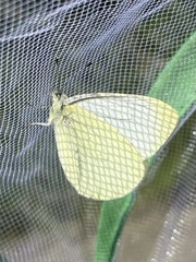 Pieris marginalis