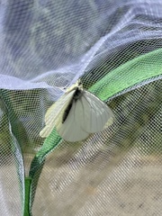 Pieris marginalis