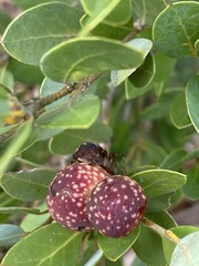 Disholandricus reniformis