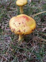 Suillus americanus