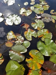 Polypedilum braseniae