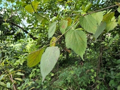 Morus celtidifolia