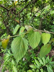 Morus celtidifolia