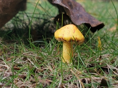 Suillus americanus