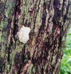Oudemansiella australis