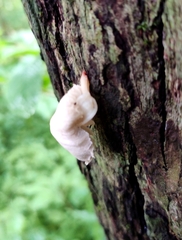 Oudemansiella australis