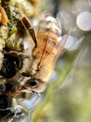 Apis mellifera
