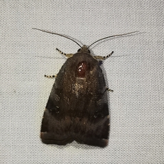 Noctua janthina