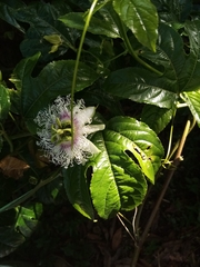 Passiflora edulis edulis