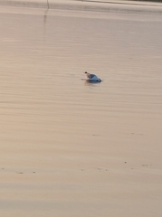 Larus argentatus image