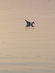 Larus argentatus image
