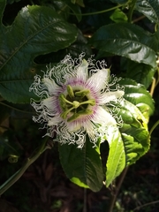 Passiflora edulis edulis