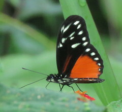Heliconius hecalesia