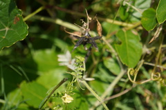 Vicia grandiflora