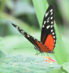 Heliconius hecalesia