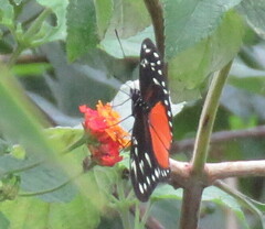 Heliconius hecalesia