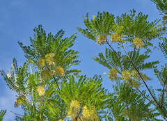 Alvaradoa amorphoides