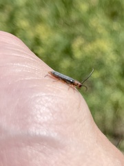 Oberea erythrocephala