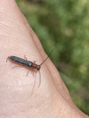 Oberea erythrocephala