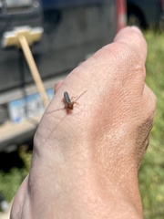 Oberea erythrocephala