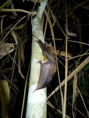 Scotophilus dinganii