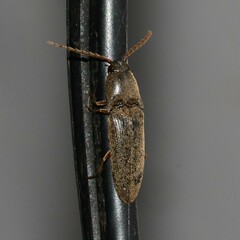 Megapenthes insignis