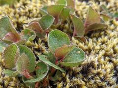 Salix herbacea