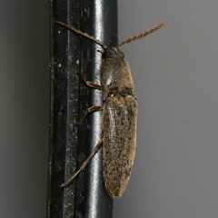 Megapenthes insignis