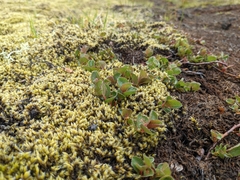 Salix herbacea