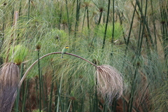 Merops pusillus argutus