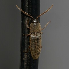 Megapenthes insignis