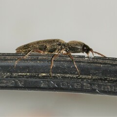 Megapenthes insignis