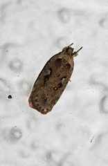 Agonopterix ocellana