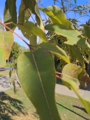 Corymbia gummifera