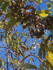 Corymbia gummifera