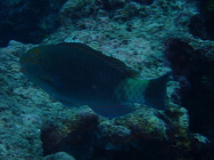Chlorurus frontalis