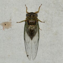 Diceroprocta vitripennis