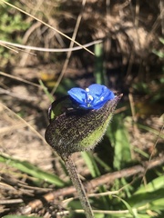 Commelina orchioides