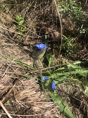 Commelina orchioides