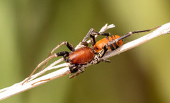 Castianeira alteranda