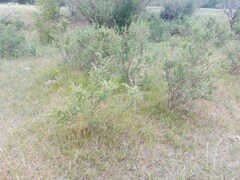 Spiraea aquilegifolia