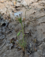 Calycoseris wrightii